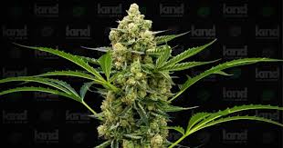 The Ultimate Guide to Auto Flower Seeds The Ultimate Guide to Auto Flower Seeds