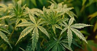 The Ultimate Guide to Auto Flower Seeds The Ultimate Guide to Auto Flower Seeds